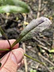 Bidens comosa