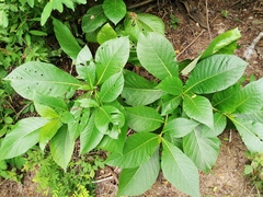 Condamineeae