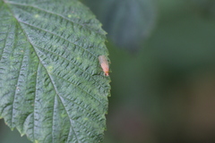 Sapromyza