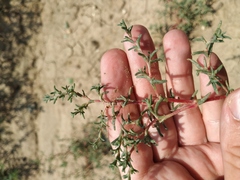 Petrosimonia brachiata