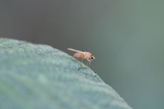 Sapromyza