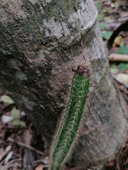 Acanthocereus hesperius