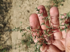 Petrosimonia brachiata