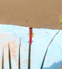 Crocothemis erythraea