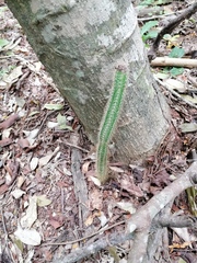 Acanthocereus hesperius