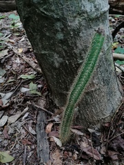 Acanthocereus hesperius