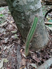 Acanthocereus hesperius