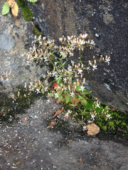 Micranthes petiolaris