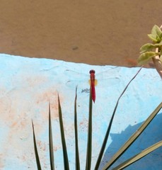 Crocothemis erythraea