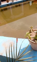Crocothemis erythraea