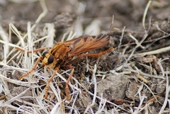 Asilus crabroniformis