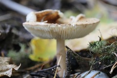 Fungi