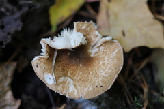 Fungi