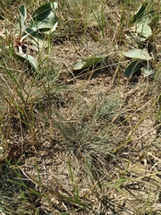 Festuca valesiaca