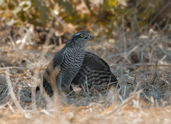 Accipiter nisus