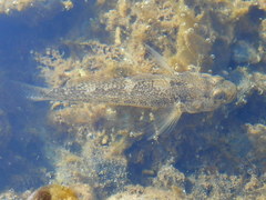 Padogobius bonelli