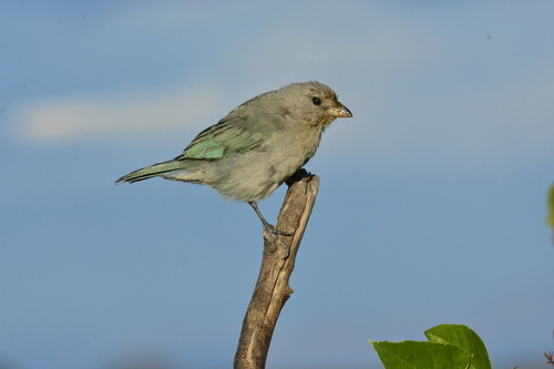 Sayaca Tanager