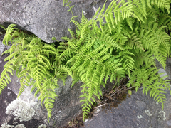 Athyrium
