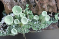 Cladonia