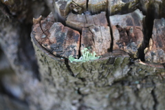 Cladonia