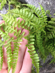 Athyrium