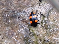 Scaphidomorphus bosci