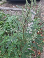 Chenopodium album