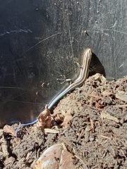 Plestiodon inexpectatus