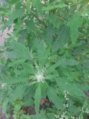 Chenopodium album