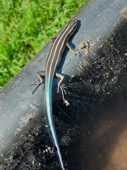 Plestiodon inexpectatus