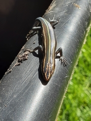 Plestiodon inexpectatus