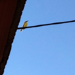 Pitangus sulphuratus