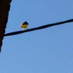 Pitangus sulphuratus