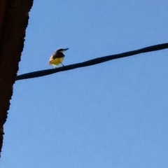 Pitangus sulphuratus