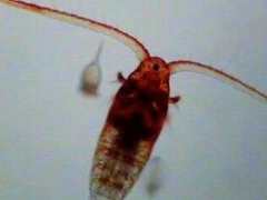 Neocopepoda