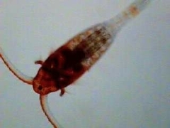 Neocopepoda