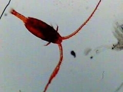 Neocopepoda