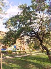 Jacaranda mimosifolia