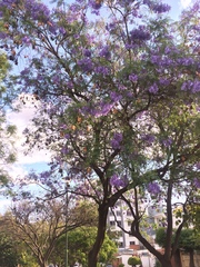 Jacaranda mimosifolia