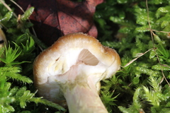 Agaricales