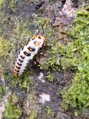 Scaphidomorphus bosci