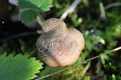 Agaricales