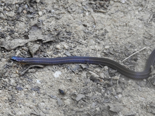 Photo of a Urotheca multilineata (Urotheca multilineata)