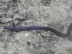 Urotheca multilineata