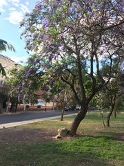Jacaranda mimosifolia