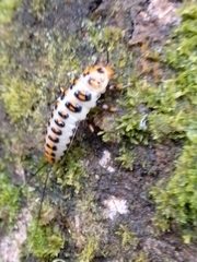 Scaphidomorphus bosci