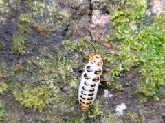 Scaphidomorphus bosci