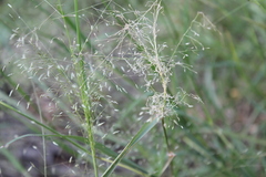 Eragrostis trichodes