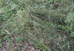 Eragrostis trichodes