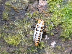 Scaphidomorphus bosci